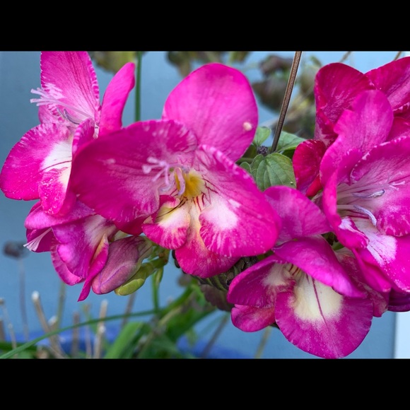 Meet your Posher, Kyra - Picture 1 of 1